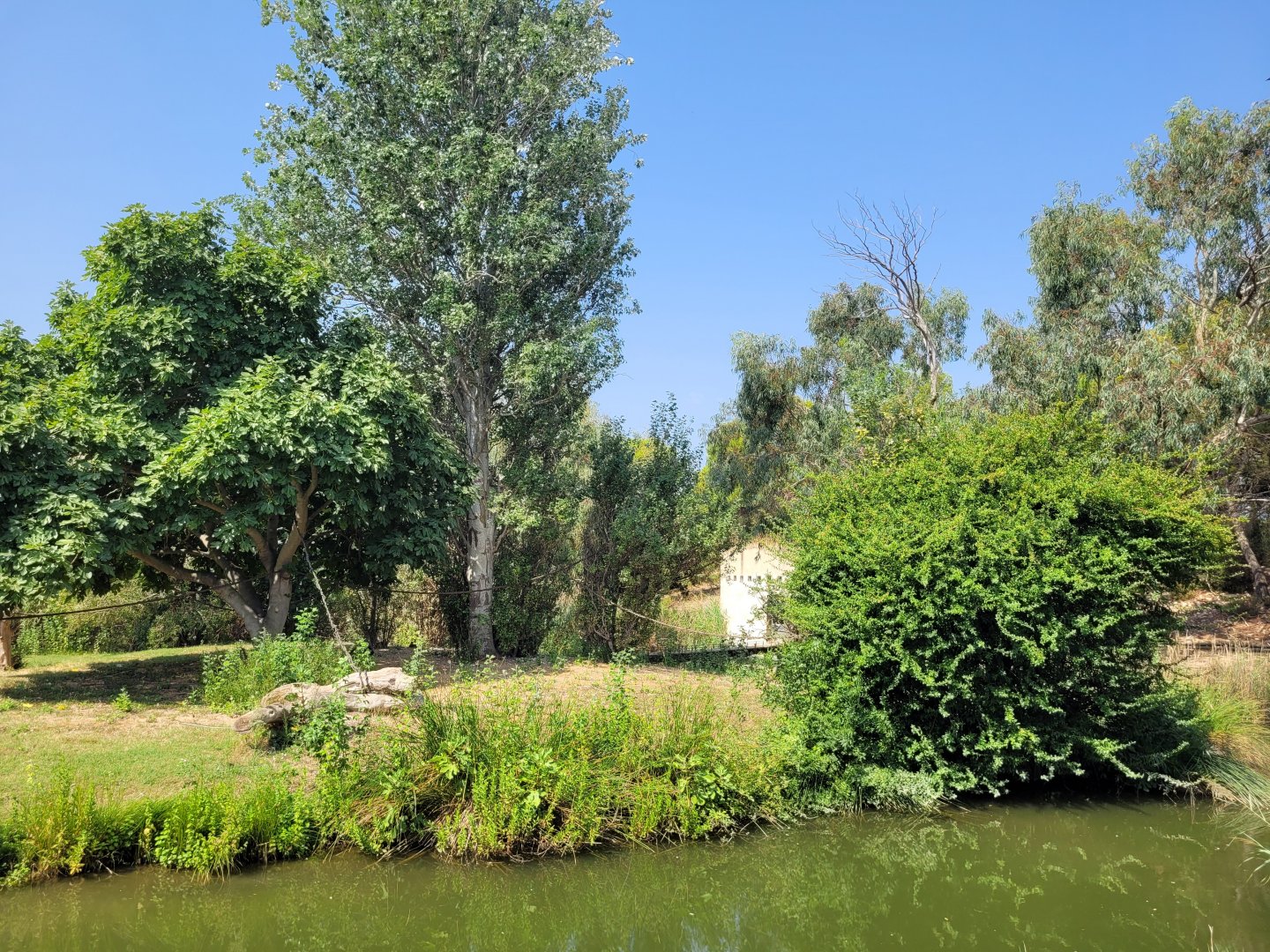 Bolivian squirrel monkey exhibit -Réserve Africaine de Sigean (2022)