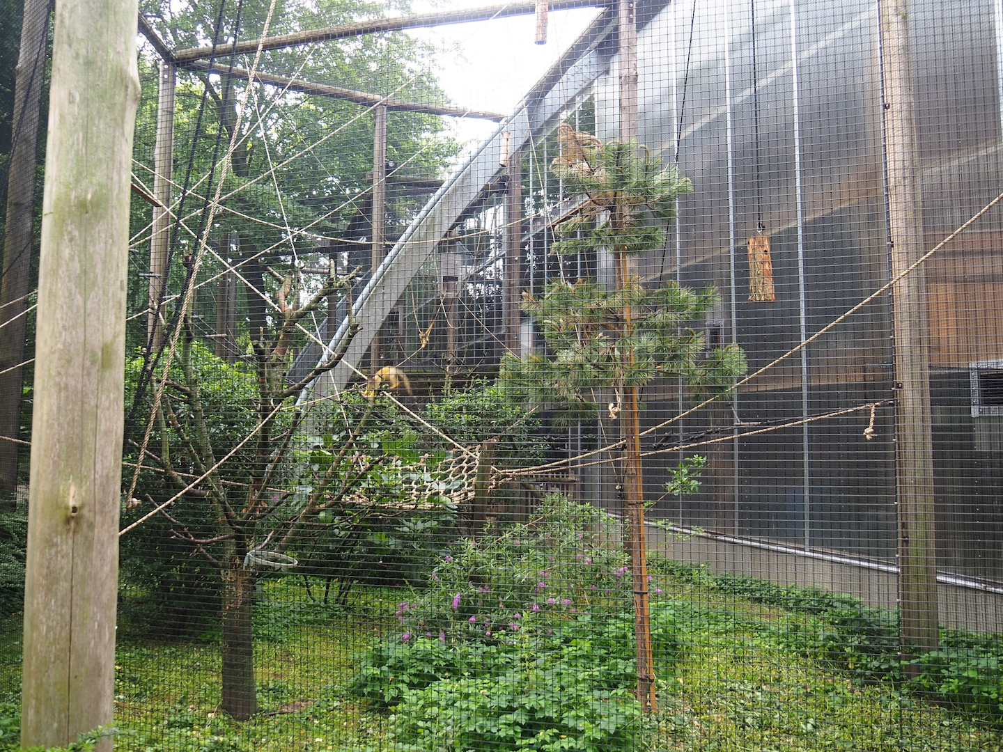 Bolivian squirrel monkey exhibit, Section to the right of RavotAapia entrance, 2023-08-17