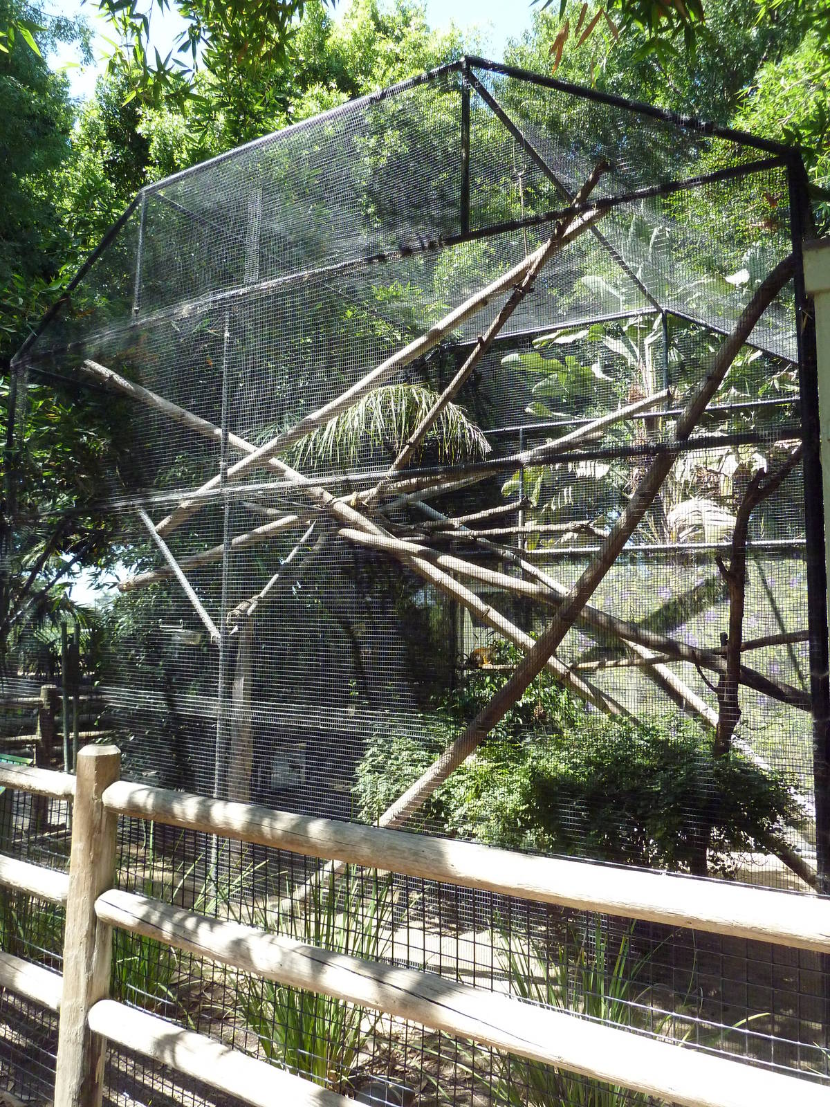 Bolivian Squirrel Monkey Exhibit