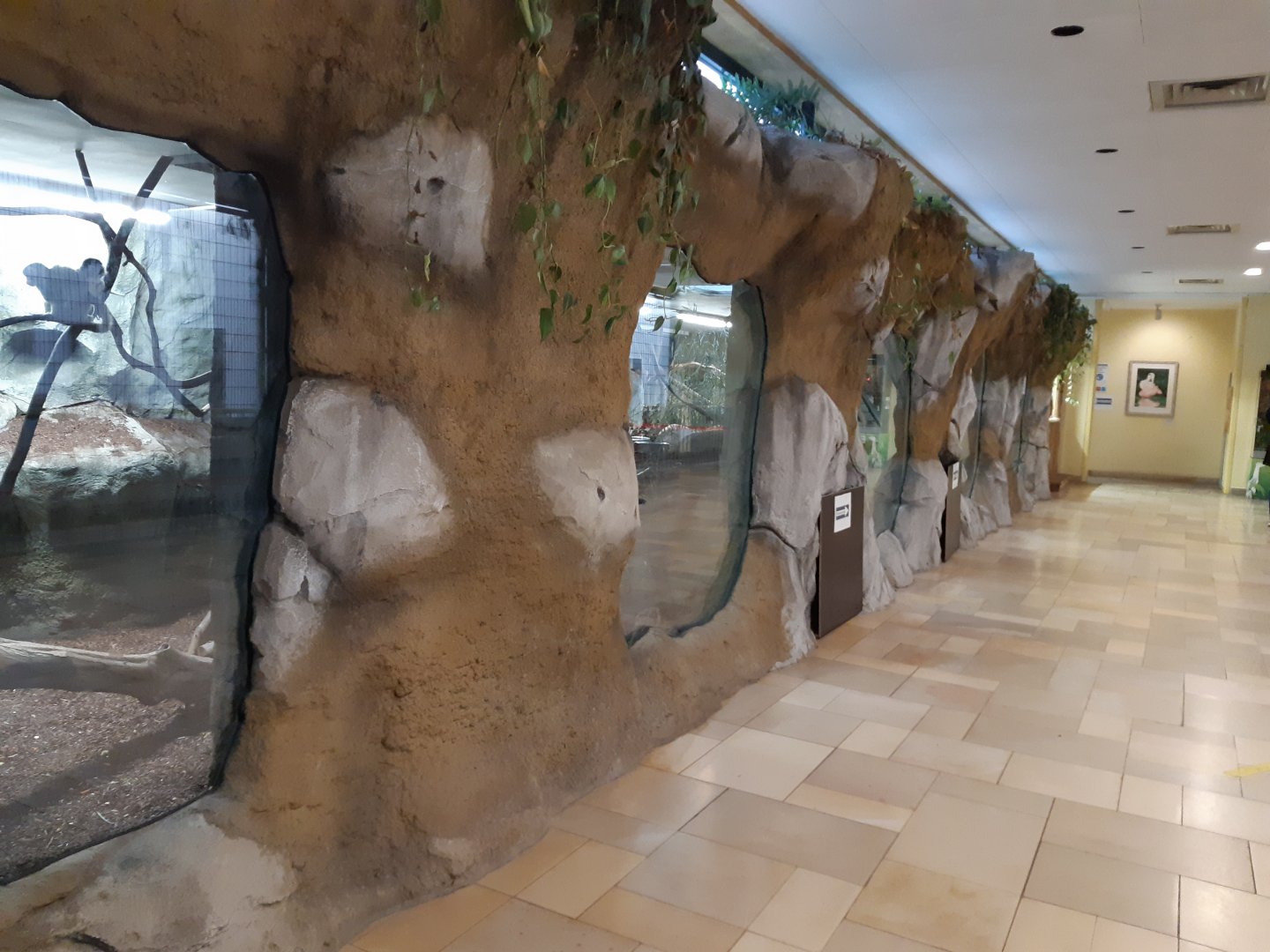 Bolivian Squirrel Monkey exhibit