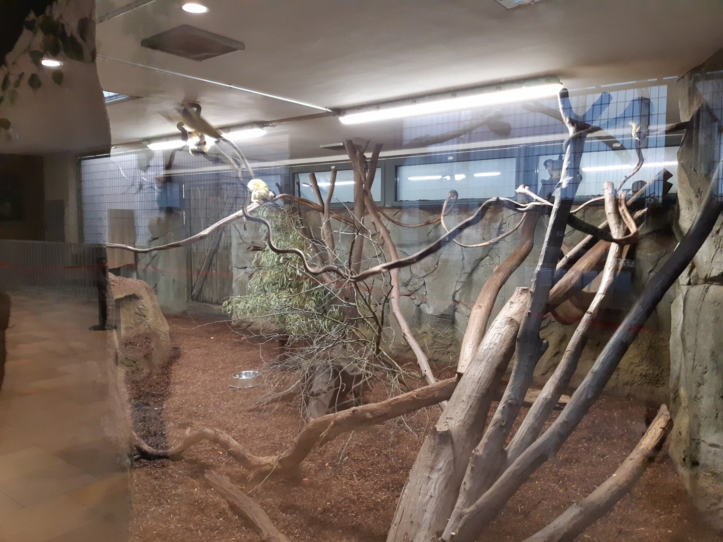 Bolivian Squirrel Monkey exhibit