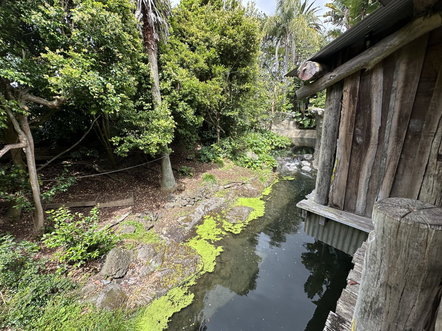 Bolivian Squirrel Monkey Exhibit