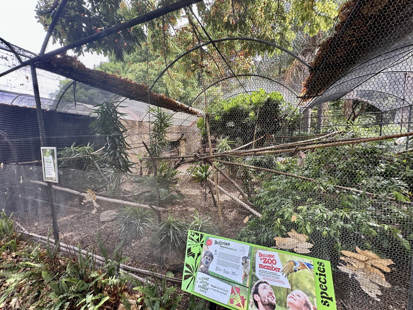 Bolivian Squirrel Monkey Exhibit