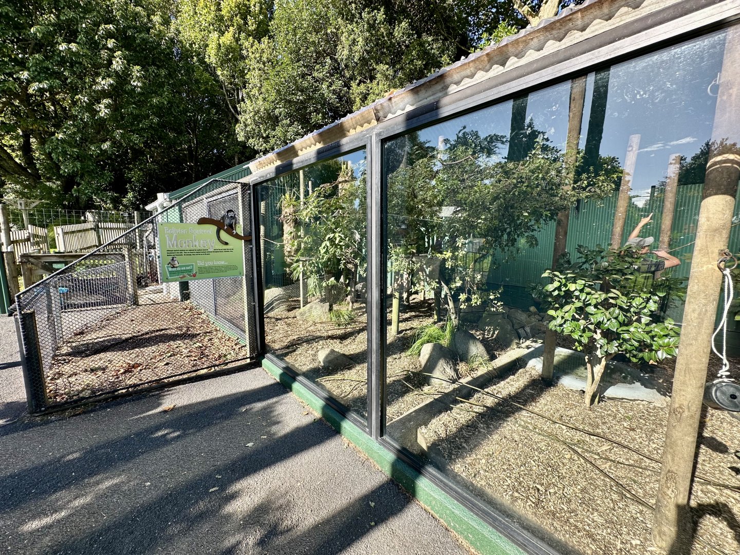 Bolivian Squirrel Monkey Exhibit