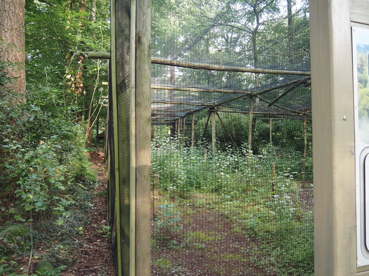 Bolivian squirrel monkey forest - Disused covered walkway from covid era, 2024-08-18