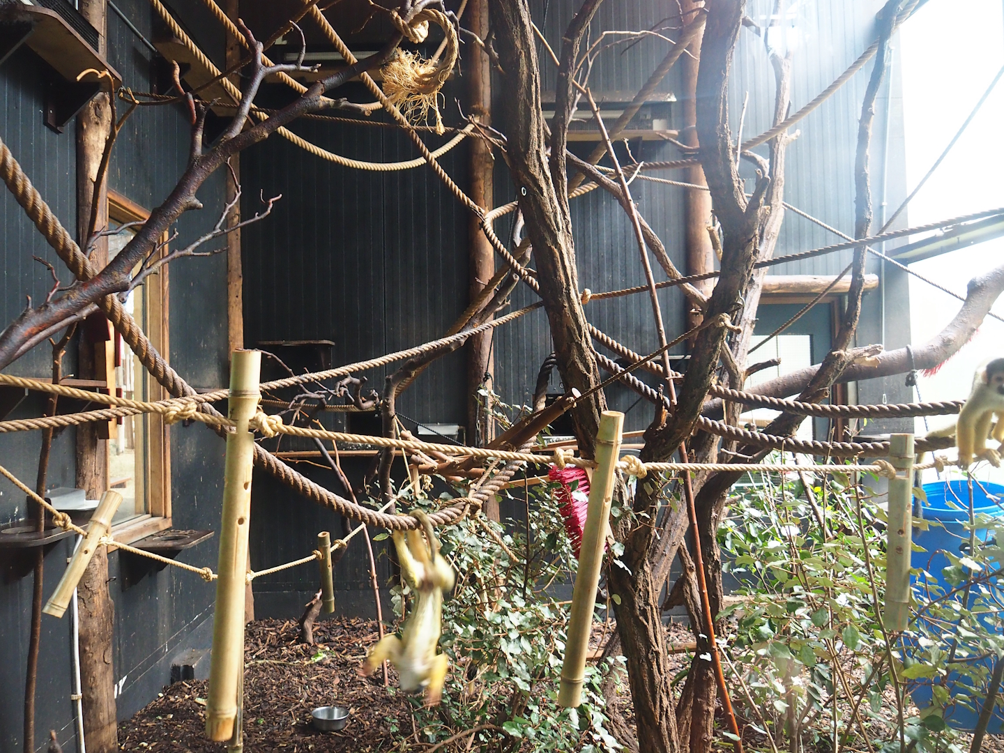 Bolivian squirrel monkey indoor exhibit, 2023-08-17