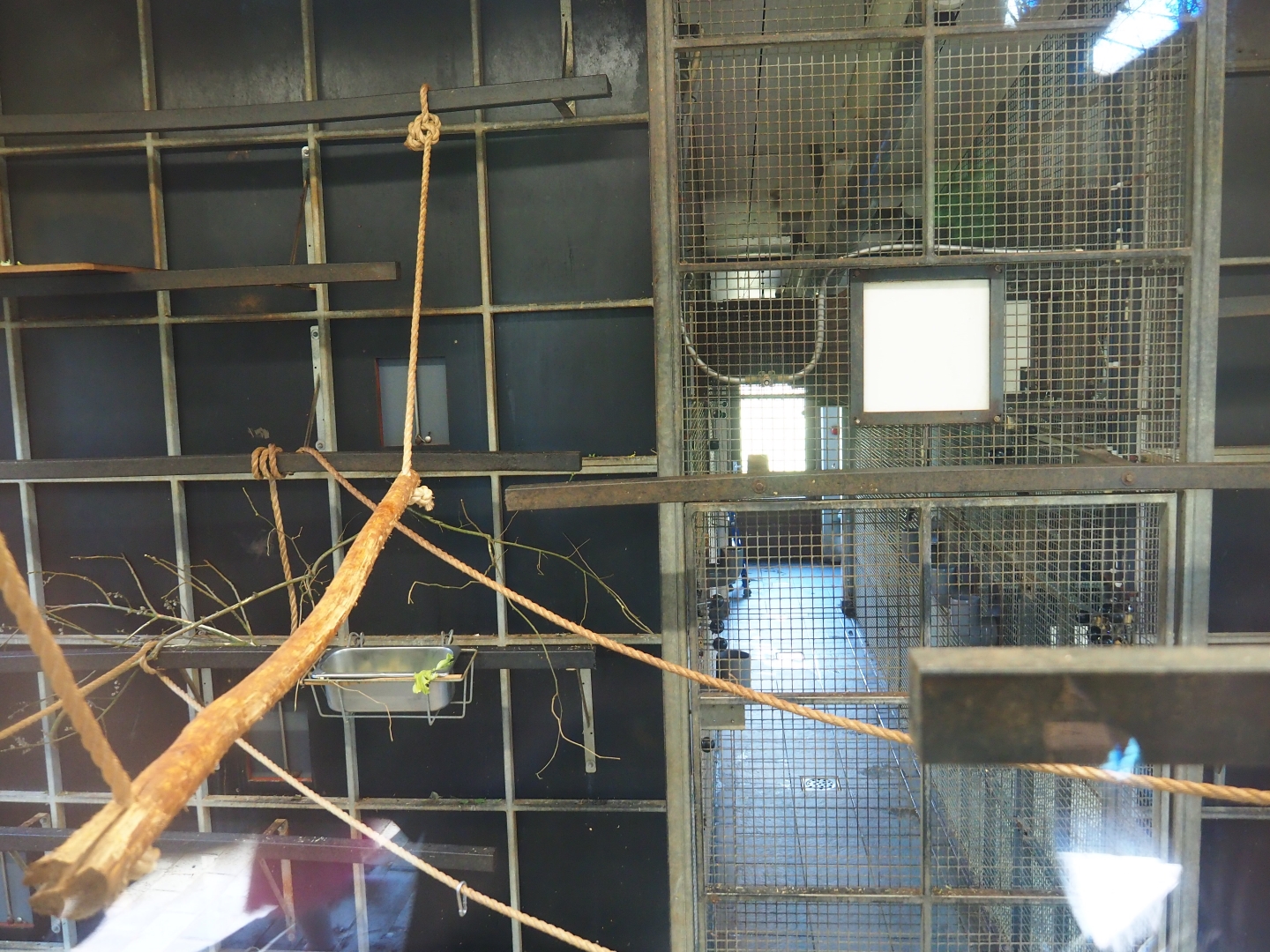 Bolivian squirrel monkey indoor housing, 2019-03-30