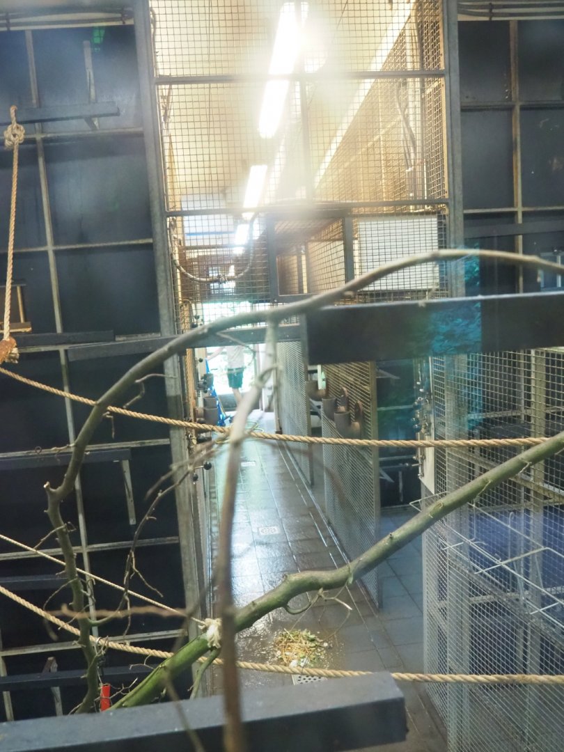Bolivian squirrel monkey indoor housing, 2019-07-21