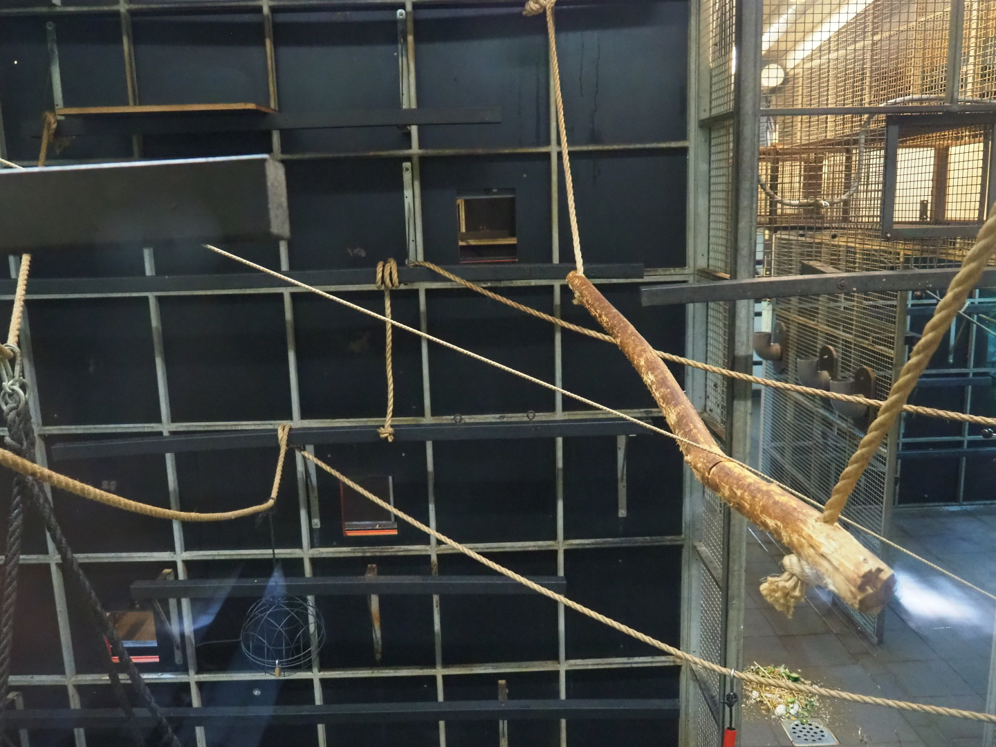 Bolivian squirrel monkey indoor housing, 2019-07-21