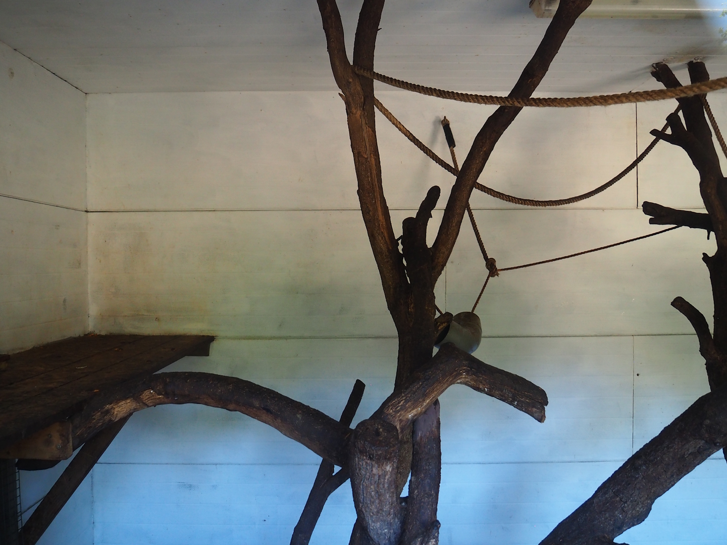 Bolivian squirrel monkey indoor housing, 2023-06-24