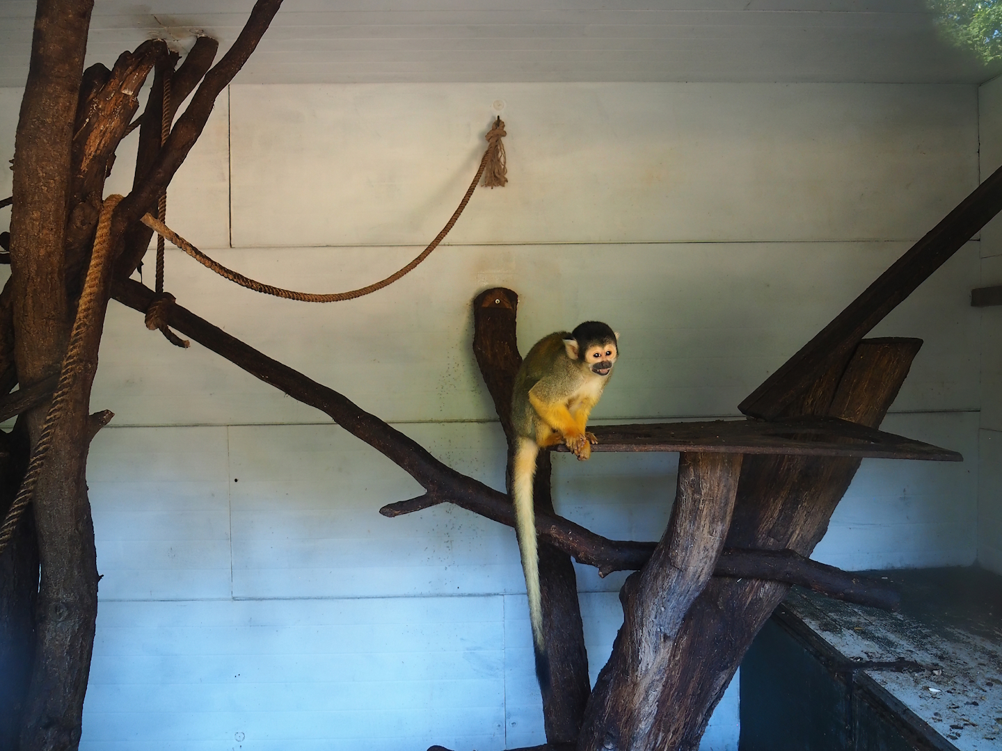 Bolivian squirrel monkey indoor housing, 2023-06-24