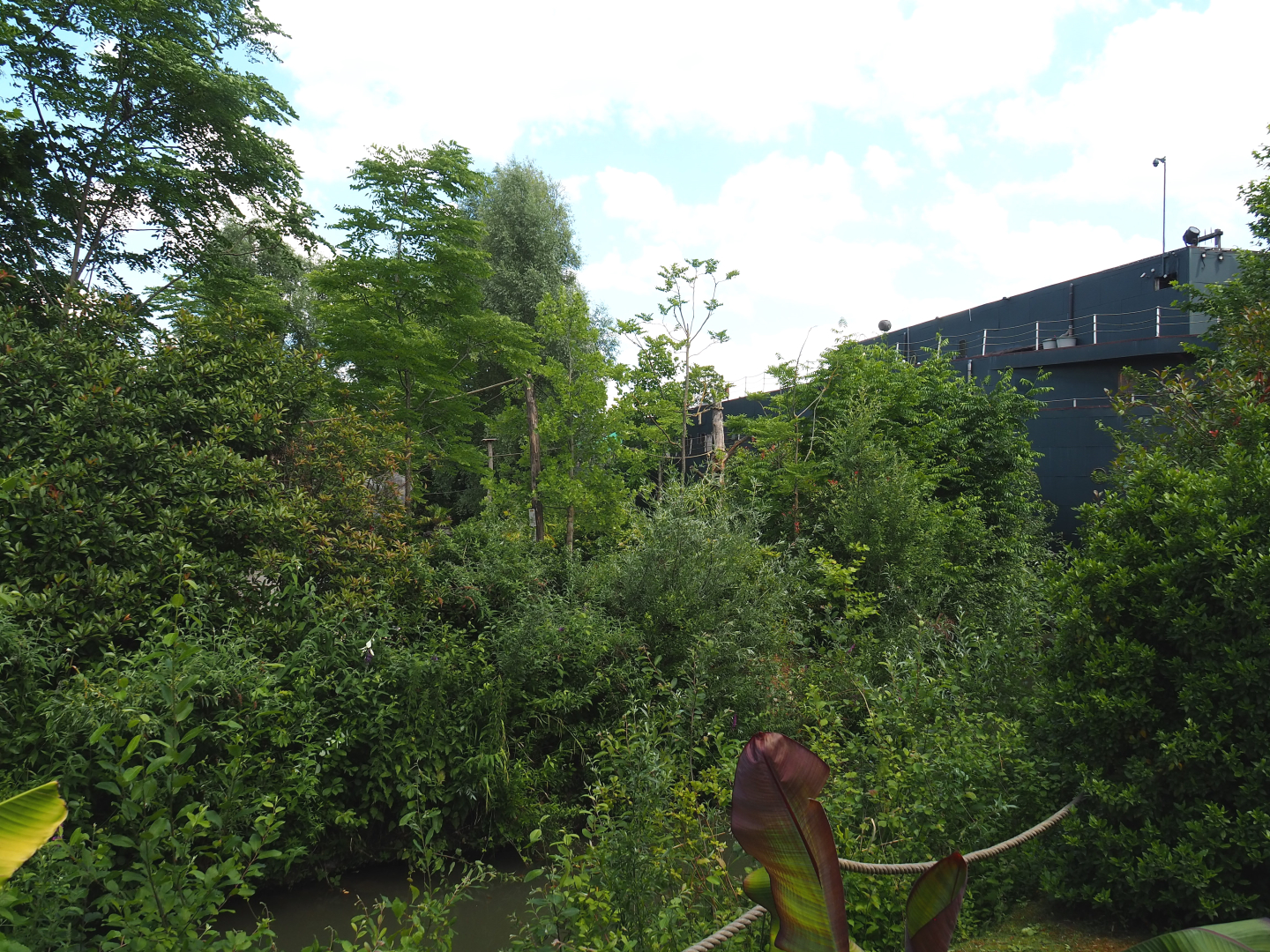 Bolivian squirrel monkey island and part of the Mersus Emergo, 2022-06-28