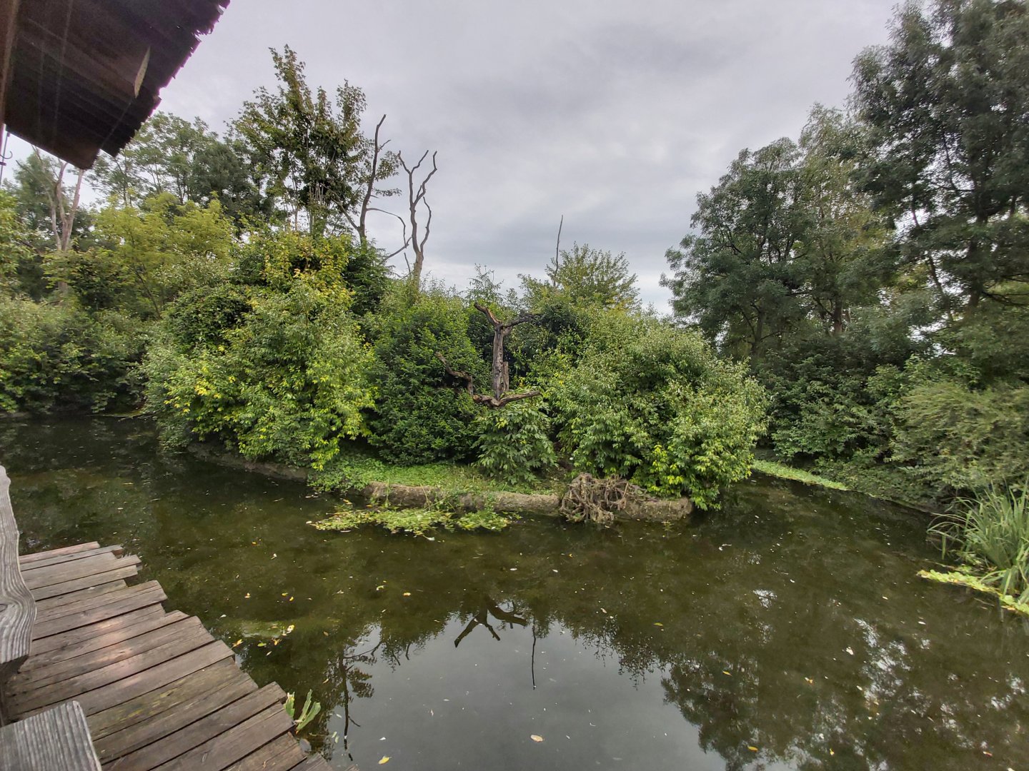 Bolivian squirrel monkey island