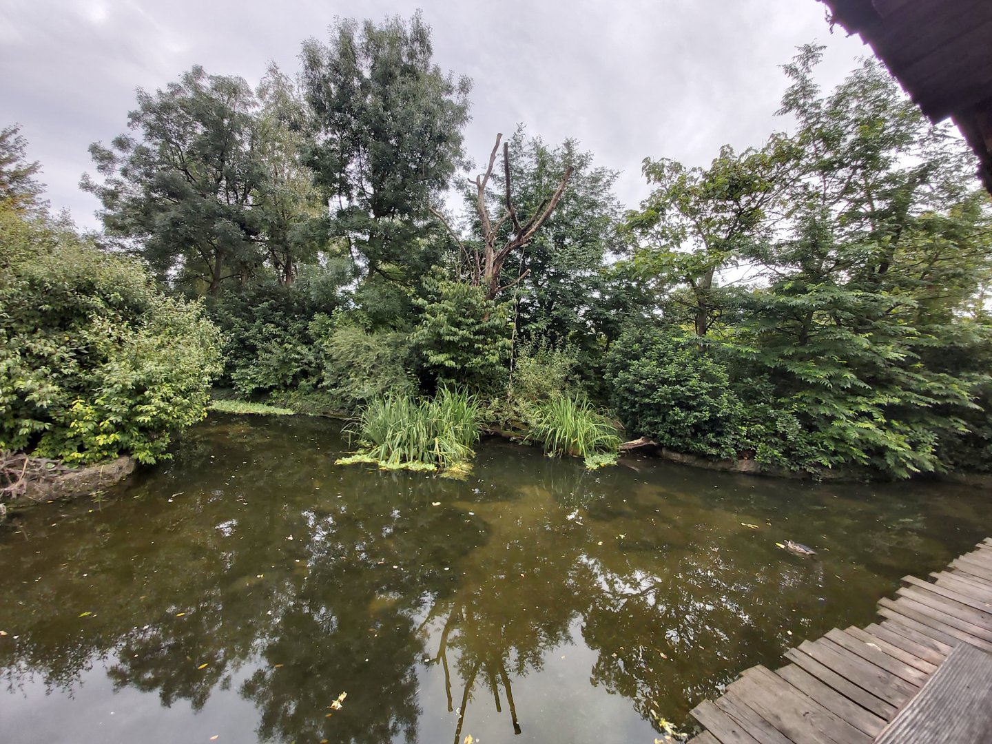 Bolivian squirrel monkey island