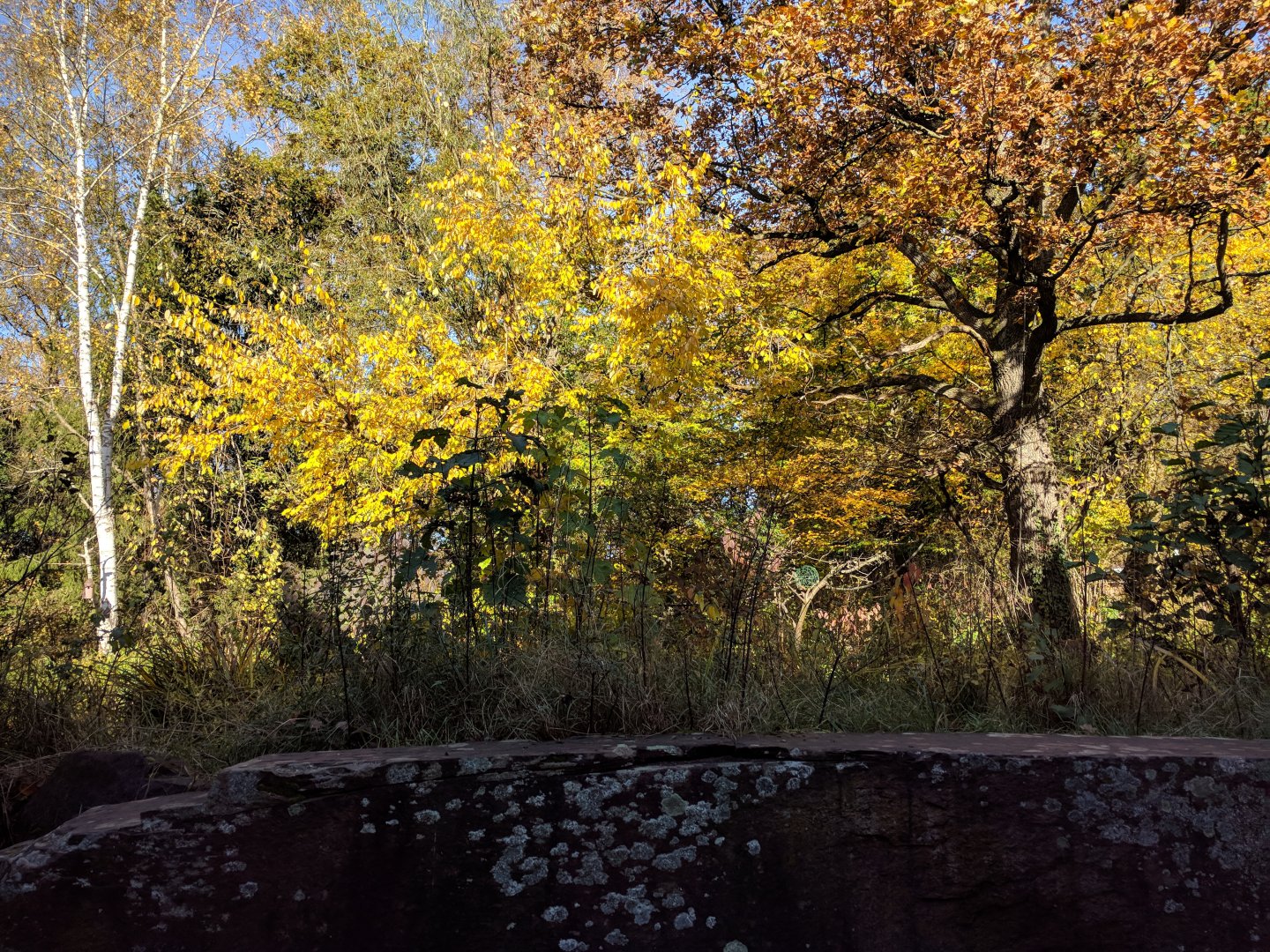 Bolivian Squirrel Monkey Island