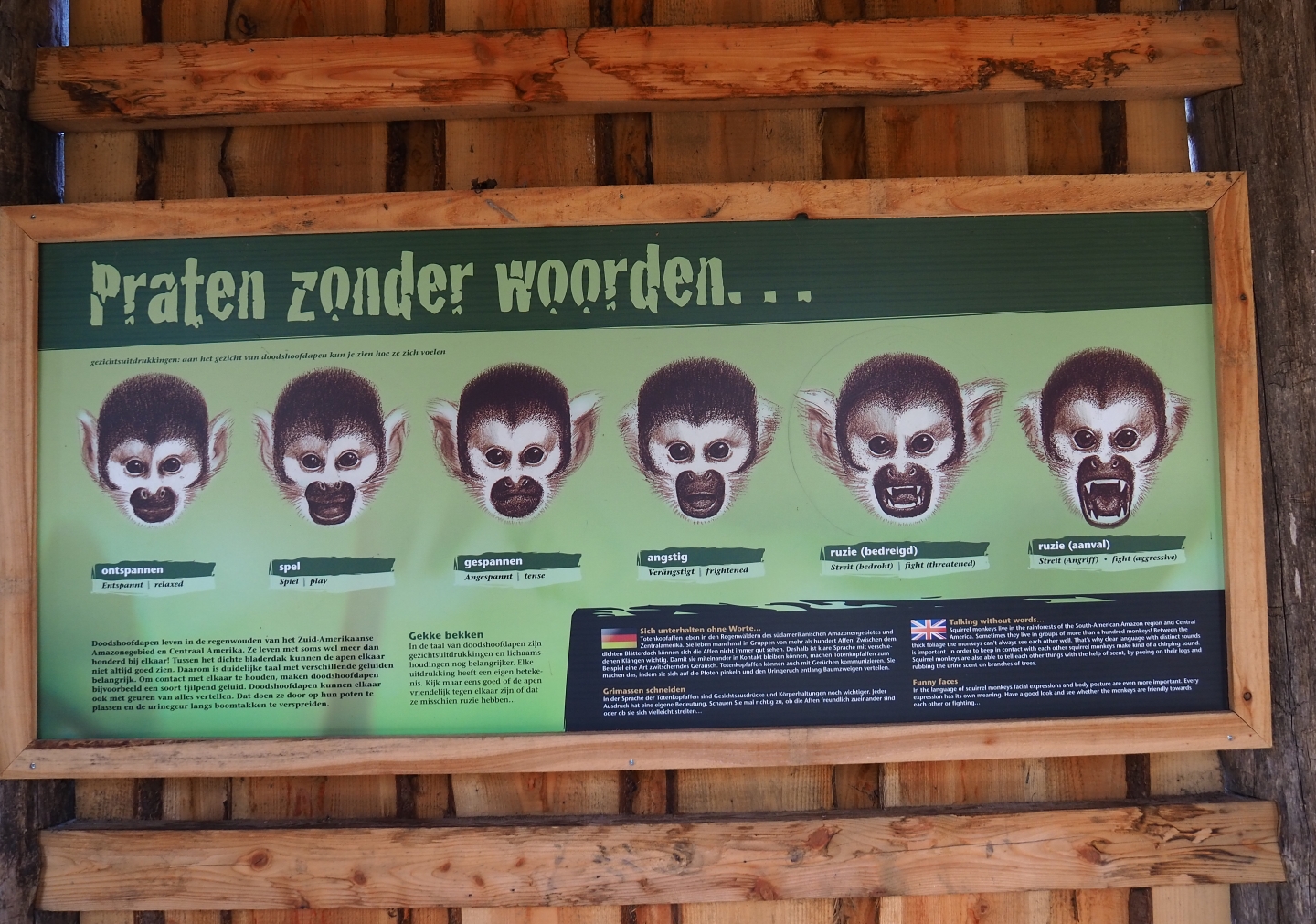 Bolivian squirrel monkey non-verbal communication and facial expressions sign, 2019-03-30