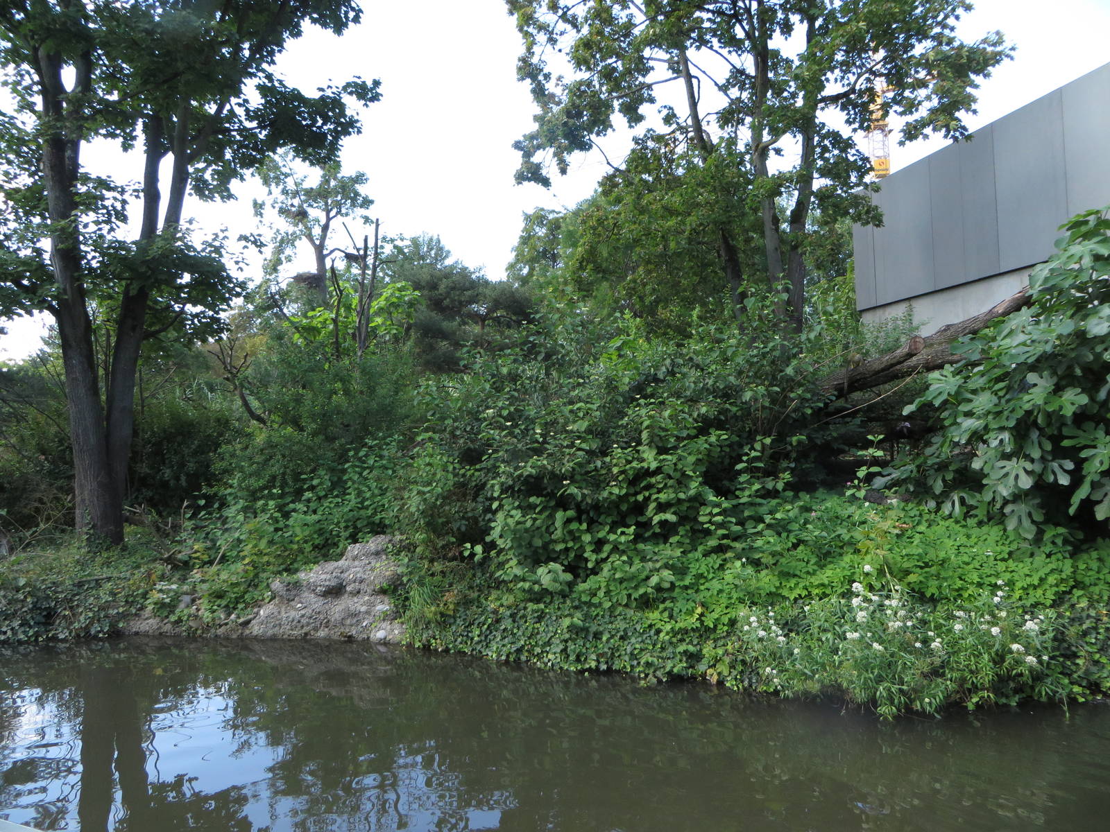 Bolivian squirrel monkey outdoors