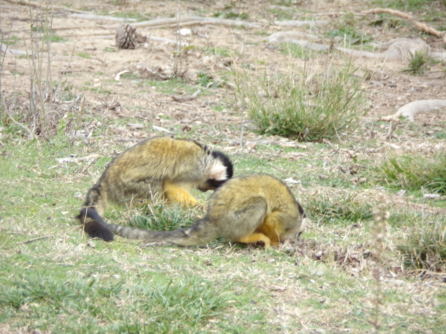 Bolivian Squirrel Monkey - Réserve Africaine de Sigean (2024)