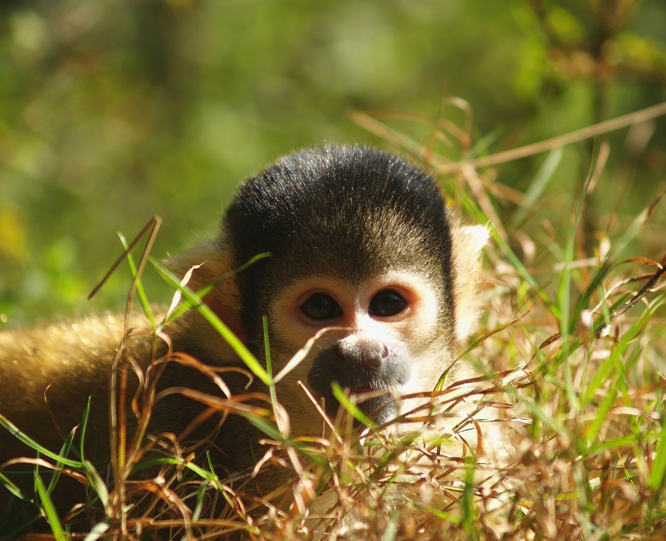 Bolivian squirrel monkey (Saimiri boliviensis boliviensis), 2007-09-16