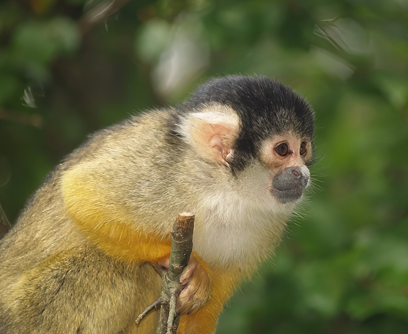 Bolivian squirrel monkey (Saimiri boliviensis boliviensis), 2007-09-16