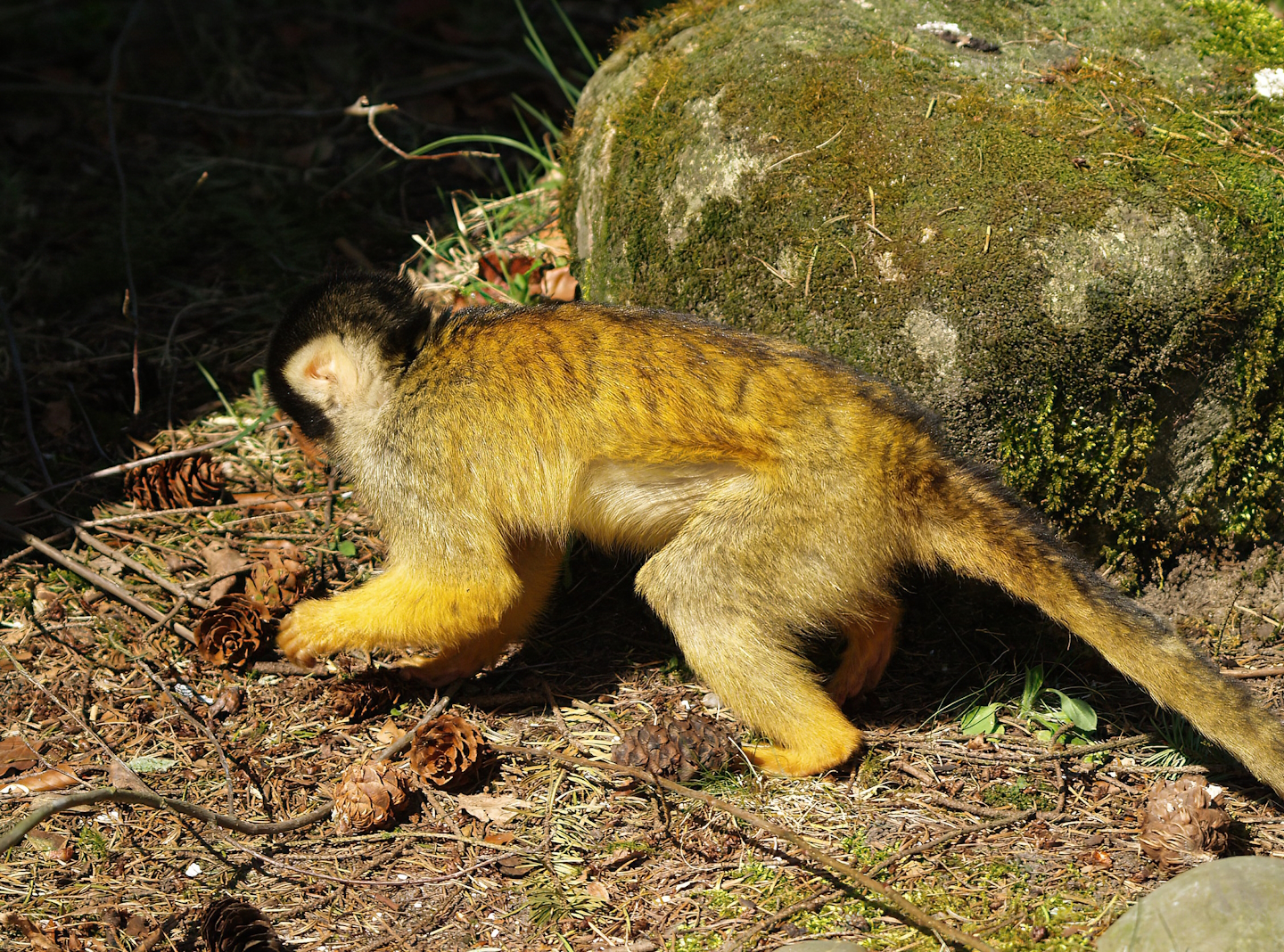 Bolivian squirrel monkey (Saimiri boliviensis boliviensis), 2010-04-18