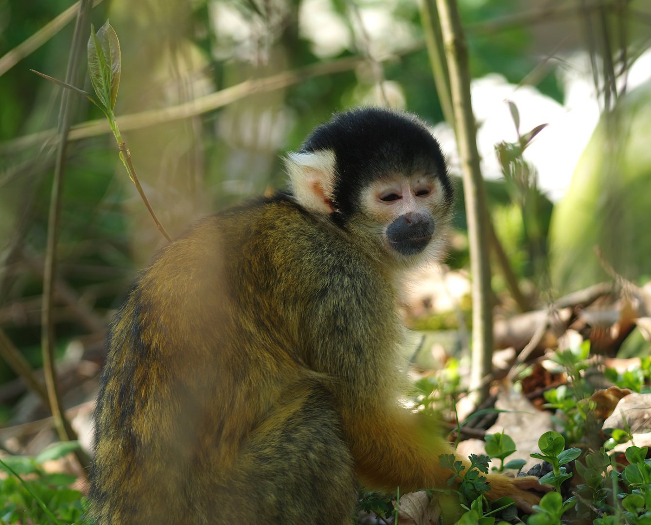 Bolivian squirrel monkey (Saimiri boliviensis boliviensis), 2010-04-18