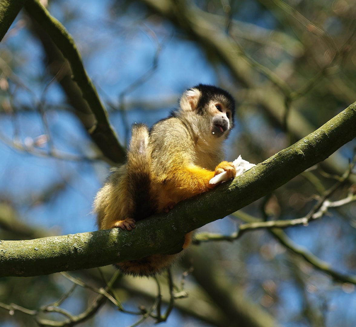 Bolivian squirrel monkey (Saimiri boliviensis boliviensis), 2010-04-18