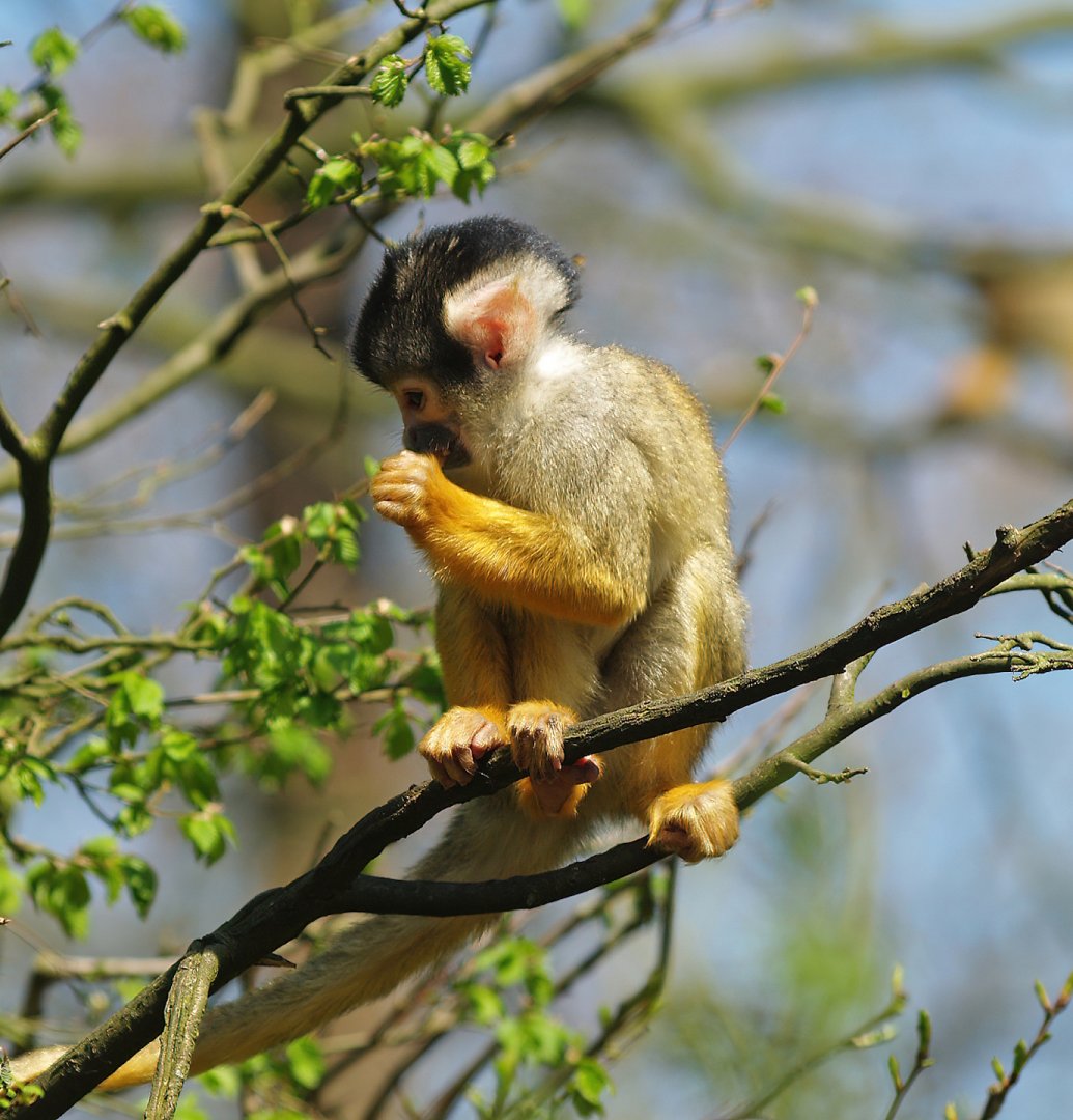 Bolivian squirrel monkey (Saimiri boliviensis boliviensis), 2010-04-18