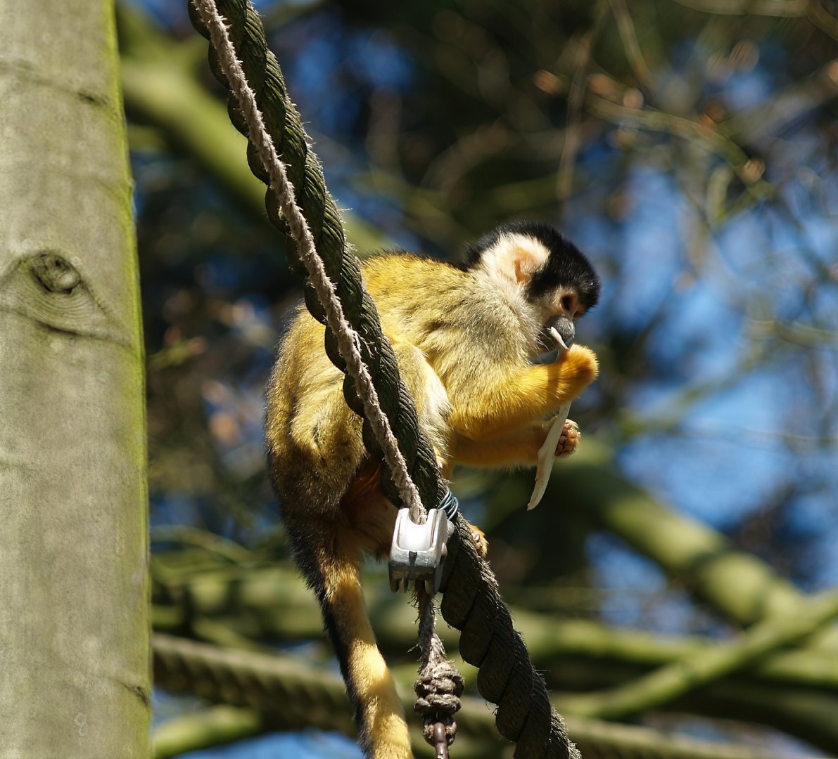 Bolivian squirrel monkey (Saimiri boliviensis boliviensis), 2010-04-18