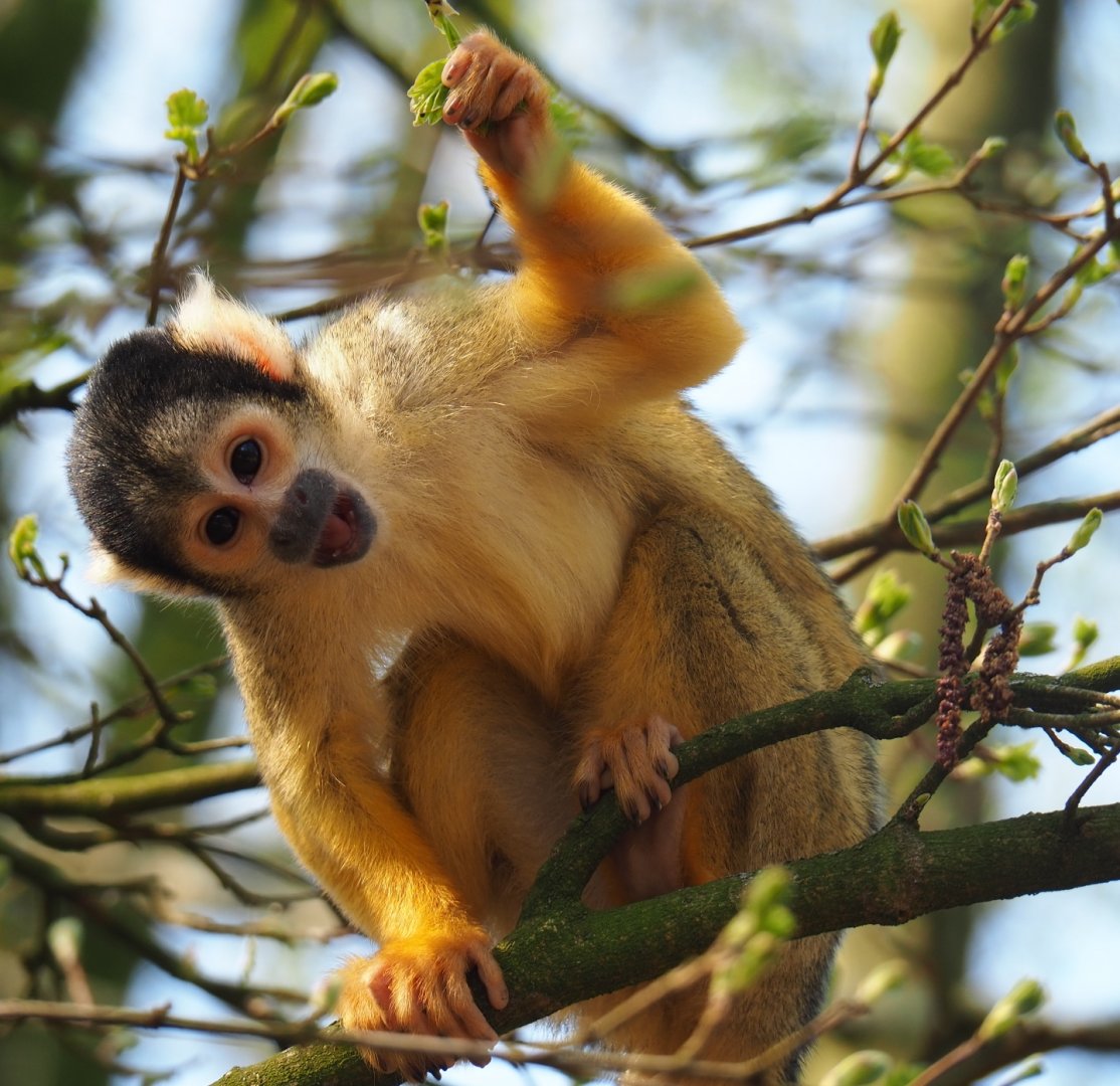 Bolivian squirrel monkey (Saimiri boliviensis boliviensis), 2019-03-30