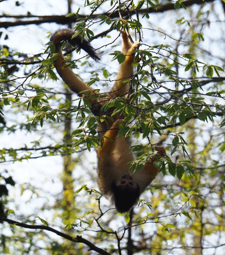 Bolivian squirrel monkey (Saimiri boliviensis boliviensis), 2019-03-30