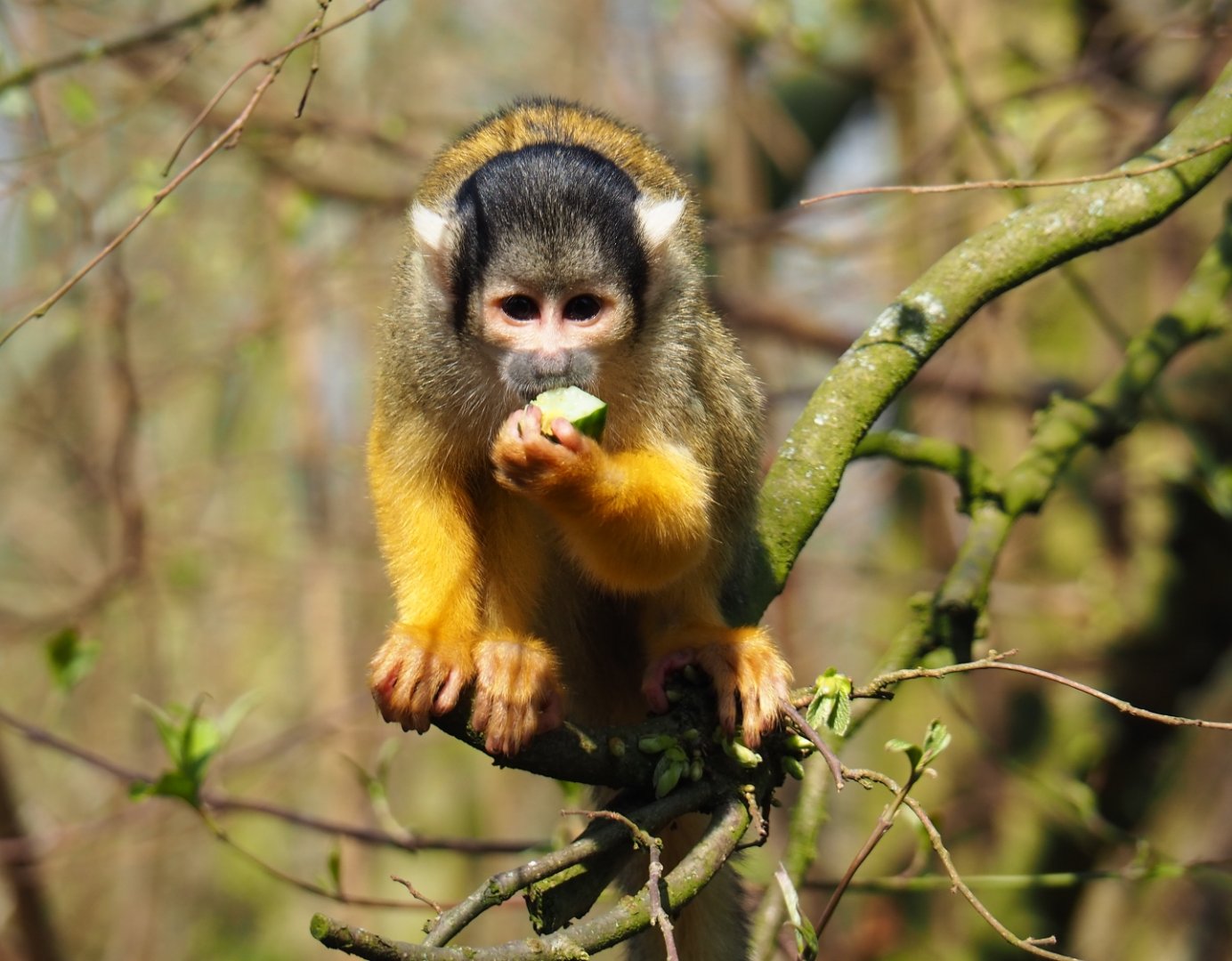 Bolivian squirrel monkey (Saimiri boliviensis boliviensis), 2019-03-30