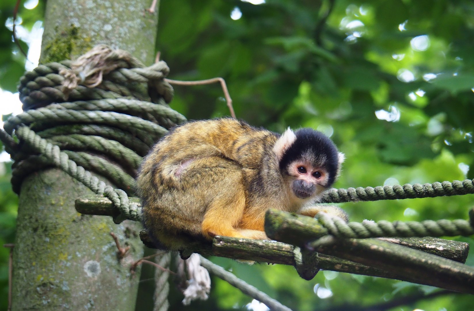 Bolivian squirrel monkey (Saimiri boliviensis boliviensis), 2019-07-21