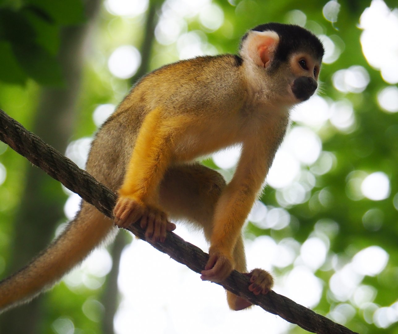 Bolivian squirrel monkey (Saimiri boliviensis boliviensis), 2019-07-21