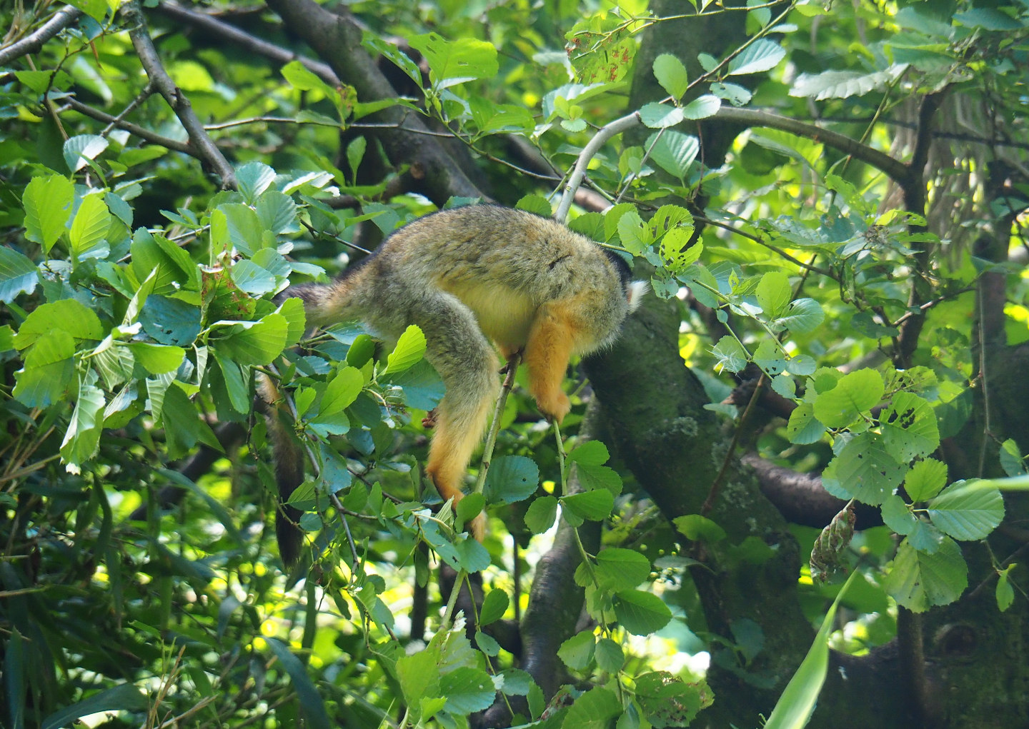 Bolivian squirrel monkey (Saimiri boliviensis boliviensis), 2019-08-11