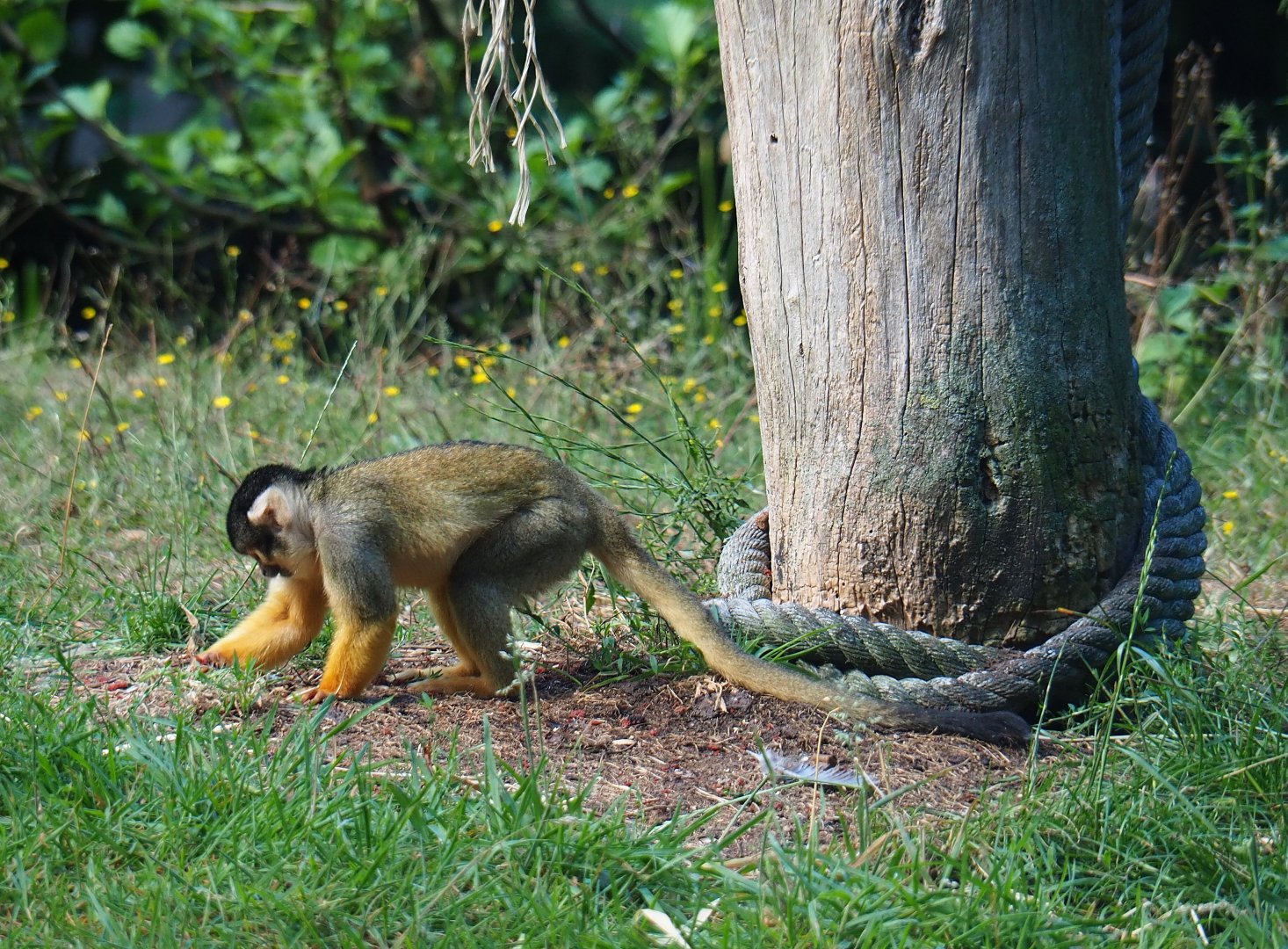 Bolivian squirrel monkey (Saimiri boliviensis boliviensis), 2019-08-11