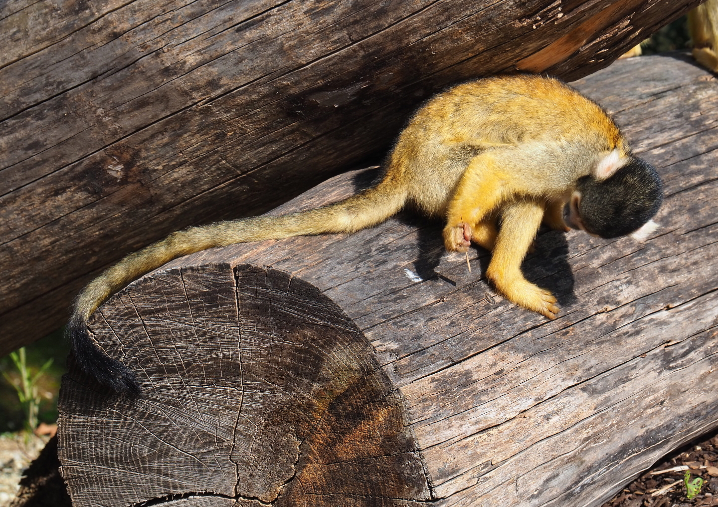 Bolivian squirrel monkey (Saimiri boliviensis boliviensis), 2021-09-02