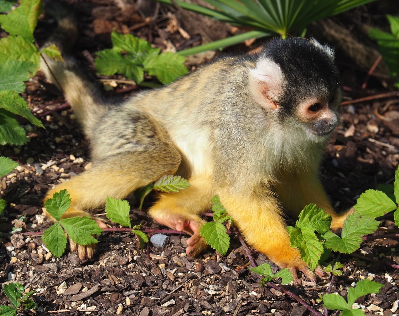 Bolivian squirrel monkey (Saimiri boliviensis boliviensis), 2021-09-02