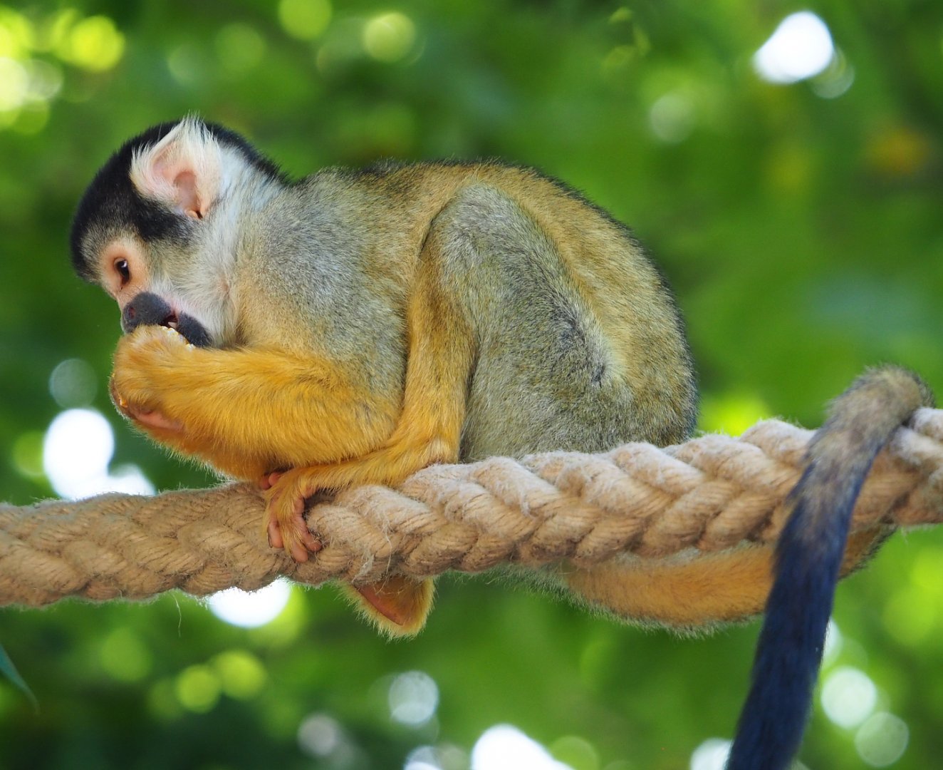Bolivian squirrel monkey (Saimiri boliviensis boliviensis), 2022-06-28