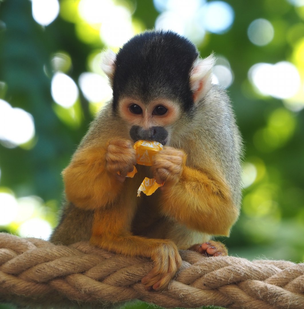 Bolivian squirrel monkey (Saimiri boliviensis boliviensis), 2022-06-28