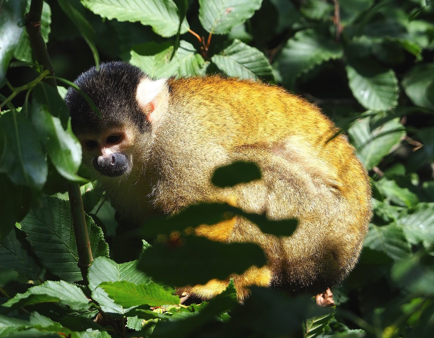Bolivian squirrel monkey (Saimiri boliviensis boliviensis), 2022-08-20