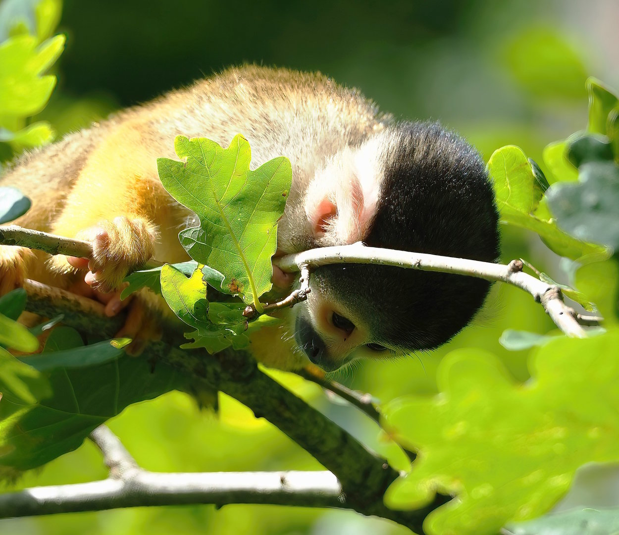 Bolivian squirrel monkey (Saimiri boliviensis boliviensis), 2022-08-20