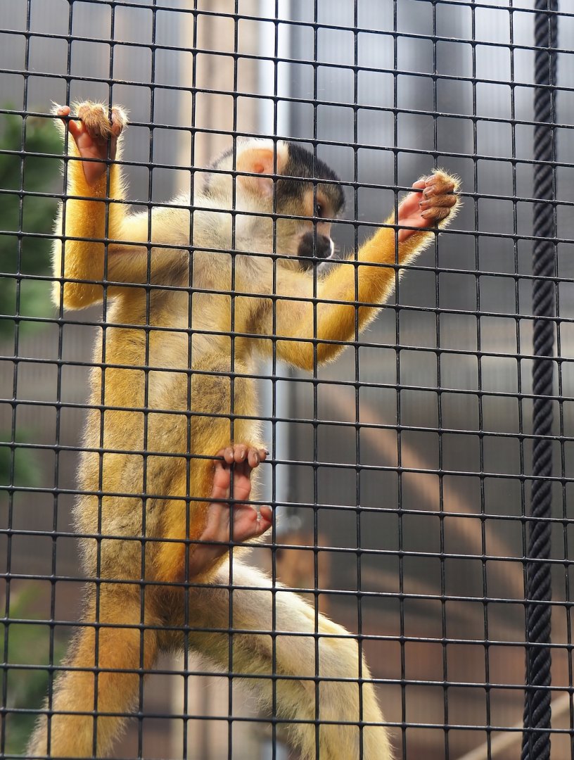 Bolivian squirrel monkey (Saimiri boliviensis boliviensis), 2023-08-17