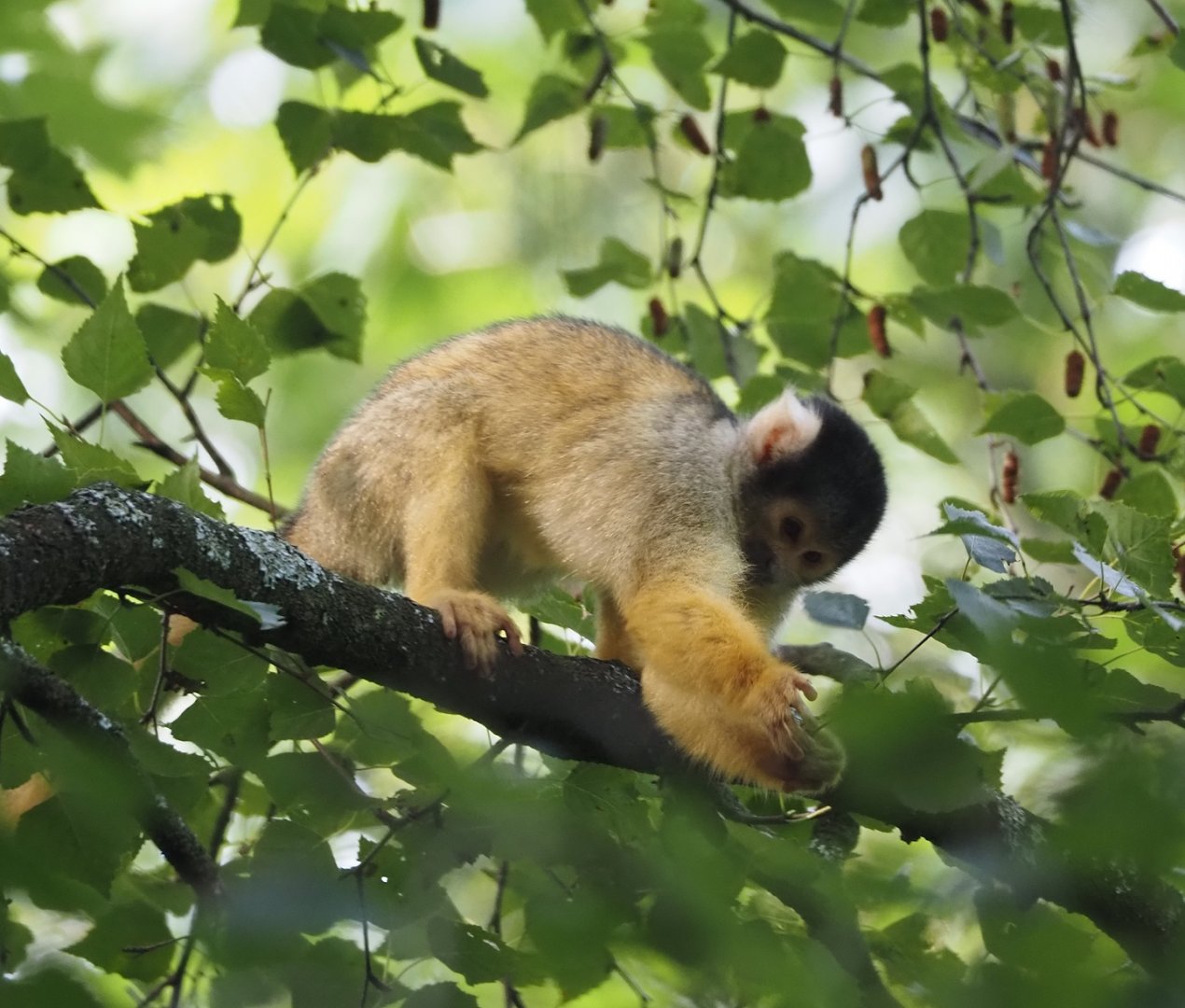 Bolivian squirrel monkey (Saimiri boliviensis boliviensis), 2024-08-18