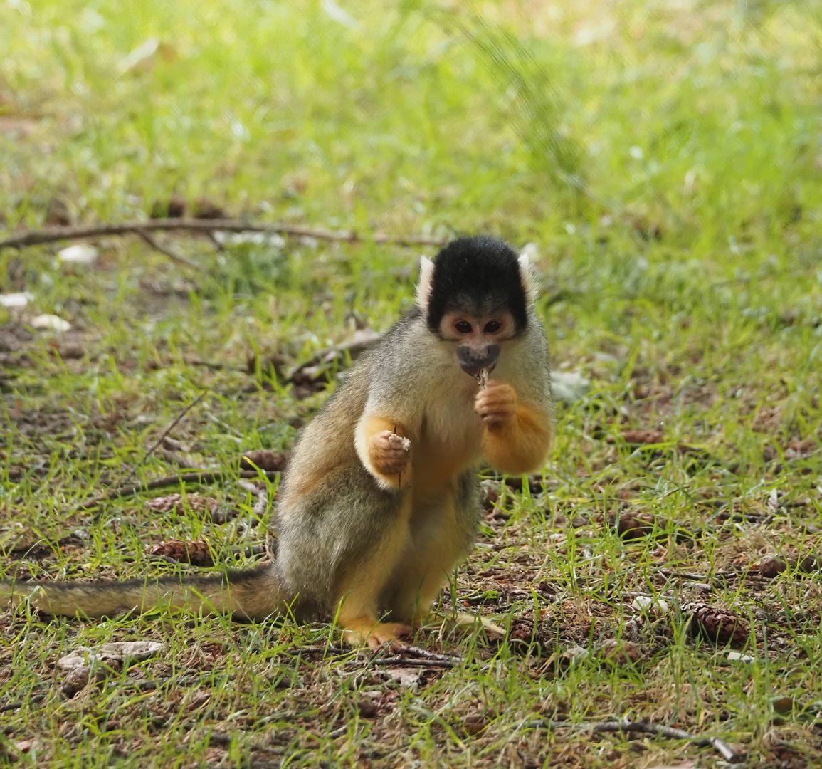 Bolivian squirrel monkey (Saimiri boliviensis boliviensis), 2024-08-18