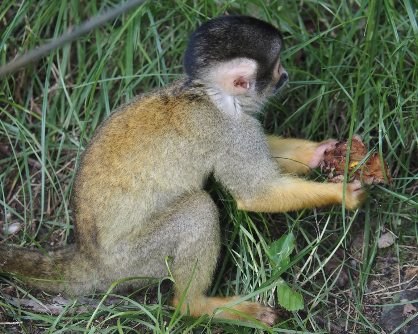 Bolivian squirrel monkey (Saimiri boliviensis boliviensis), 2024-08-21