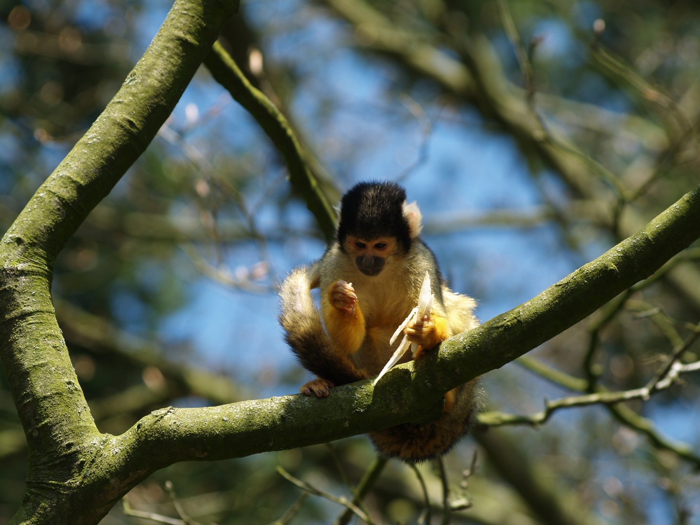 Bolivian squirrel monkey (Saimiri boliviensis boliviensis)