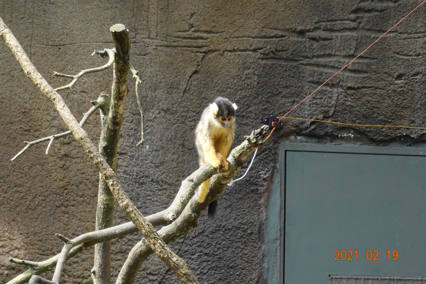 Bolivian Squirrel Monkey (Saimiri boliviensis boliviensis)
