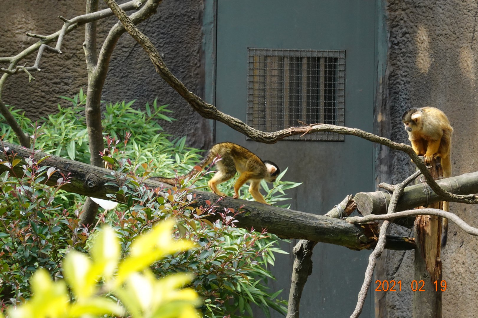 Bolivian Squirrel Monkey (Saimiri boliviensis boliviensis)