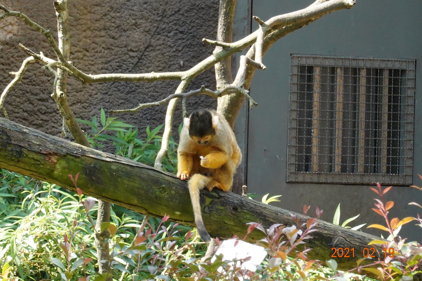 Bolivian Squirrel Monkey (Saimiri boliviensis boliviensis)
